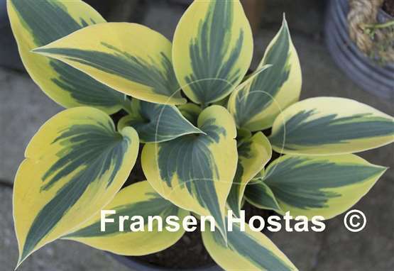 Hosta Ben Vernooij